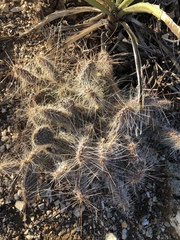 Opuntia trichophora