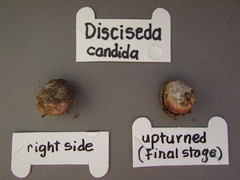 Disciseda candida