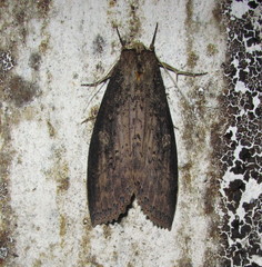 Baradesa lithosioides