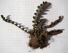 Asplenium ceterach