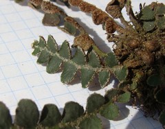 Asplenium ceterach