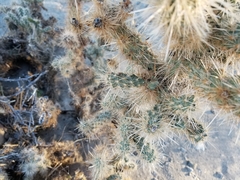 Cylindropuntia chuckwallensis