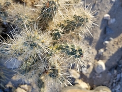 Cylindropuntia chuckwallensis