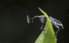 Cercidocerus lateralis