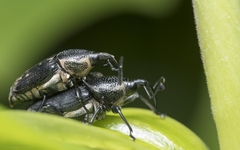 Cercidocerus lateralis