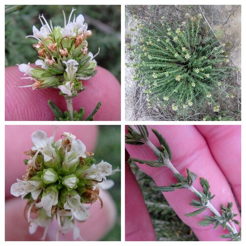 Teucrium aragonense