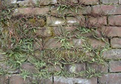 Asplenium trichomanes