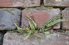 Asplenium trichomanes