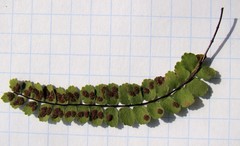 Asplenium trichomanes