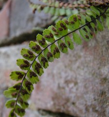 Asplenium trichomanes