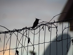 Orthorhyncus cristatus