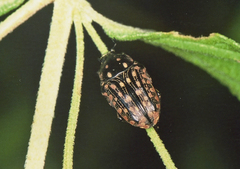 Oxythyrea testaceoguttata
