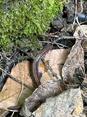 Plethodon cinereus image