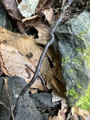 Plethodon cinereus image