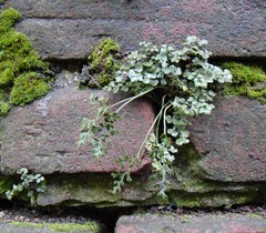 Asplenium ruta-muraria