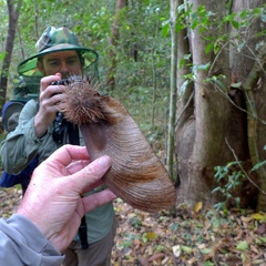 Centrolobium ochroxylum