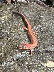 Plethodon cinereus image