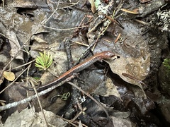 Plethodon cinereus image