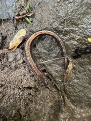 Plethodon cinereus image