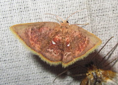 Chrysocraspeda sanguinea