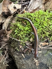 Plethodon cinereus image