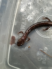 Plethodon cinereus image