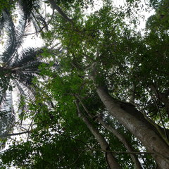 Centrolobium ochroxylum