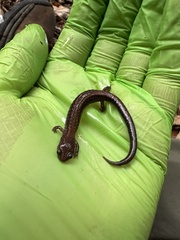 Plethodon cinereus image