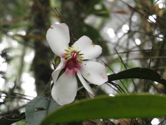 Blakea quadrangularis
