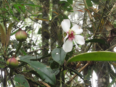 Blakea quadrangularis