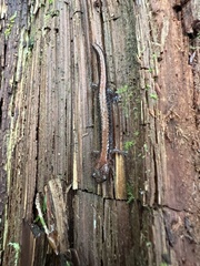 Plethodon cinereus image