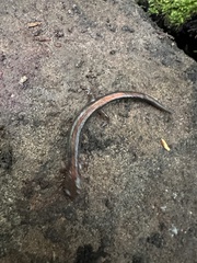 Plethodon cinereus image