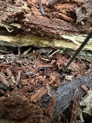 Plethodon cinereus image