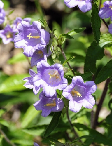Image of Campanula medium by (c) Thierry Arbault, some rights reserved (CC BY)