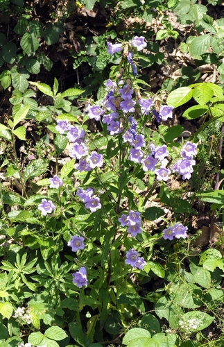 Image of Campanula medium by (c) Thierry Arbault, some rights reserved (CC BY)