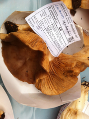 Lactarius argillaceifolius megacarpus