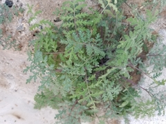 Hydrophylloideae