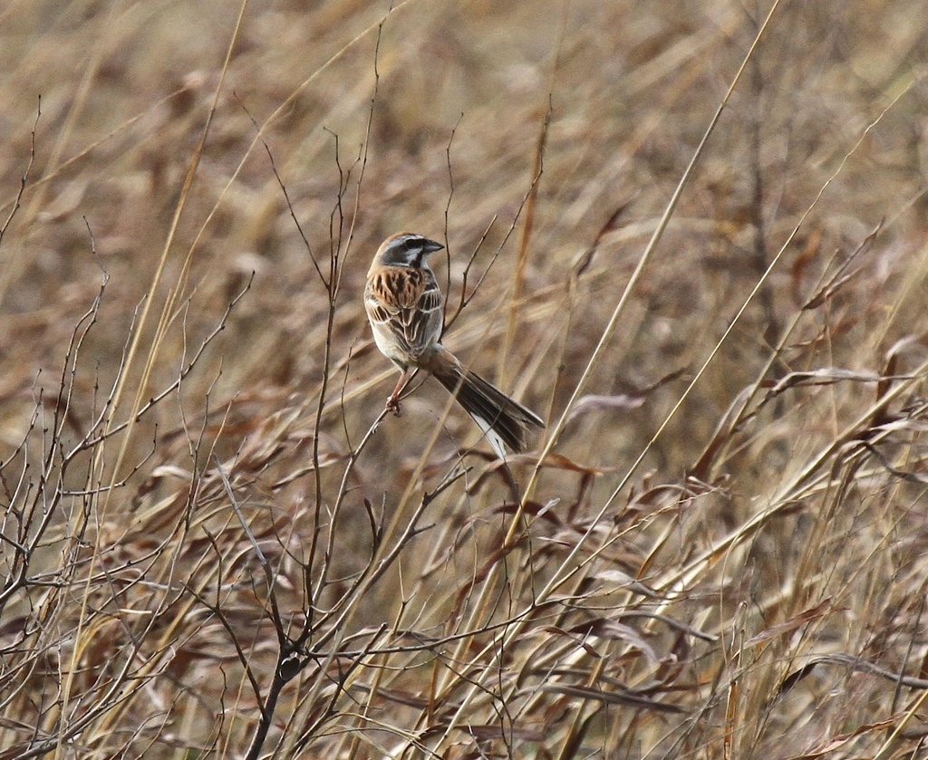Jankowski's Bunting