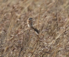 Emberiza jankowskii