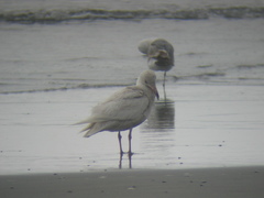 Larus glaucescens × hyperboreus