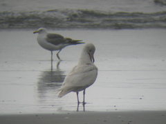 Larus glaucescens × hyperboreus