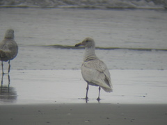 Larus glaucescens × hyperboreus