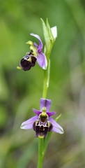 Gresivaudan Ophrys (Ophrys gresivaudanica)
