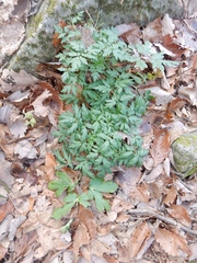 Phacelia bipinnatifida