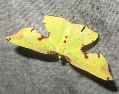 Corymica pryeri