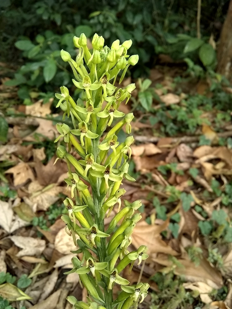 Habenaria eustachya
