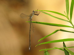 Chlorolestes tessellatus