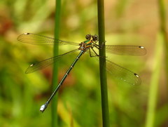 Chlorolestes tessellatus
