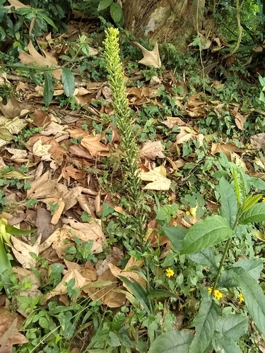Image of Habenaria eustachya by (c) Oscar Marín, some rights reserved (CC BY-SA)