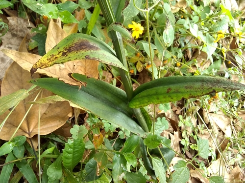 Image of Habenaria eustachya by (c) Oscar Marín, some rights reserved (CC BY-SA)